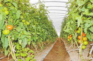 德宏農(nóng)產(chǎn)品 以特色拓市場(chǎng)，以基建強(qiáng)根基