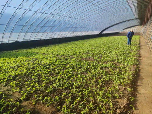 平谷馬昌營(yíng)鎮(zhèn) 設(shè)施農(nóng)業(yè)升級(jí)改造與農(nóng)業(yè)企業(yè)托管服務(wù)雙輪驅(qū)動(dòng)，譜寫(xiě)鄉(xiāng)村振興新篇章