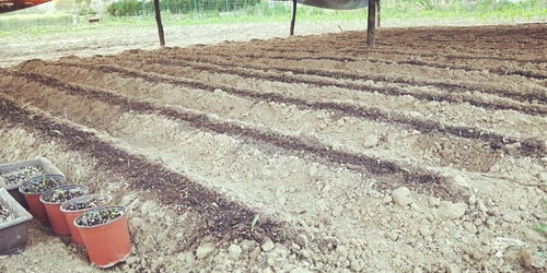 青島百合重綻光彩 五株母本育出二十萬(wàn)新苗，中國(guó)農(nóng)科院半島試驗(yàn)基地助力產(chǎn)業(yè)升級(jí)